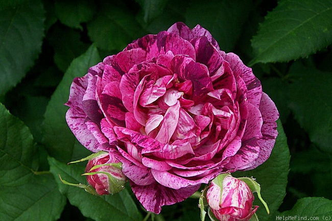 'Bella Doria' rose photo