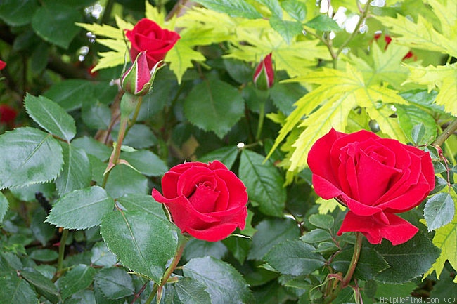 'Guirlande Fleurie' rose photo