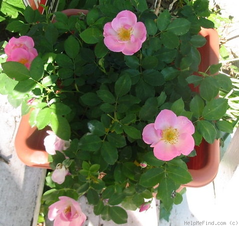 'Roemer's Hip Happy' rose photo