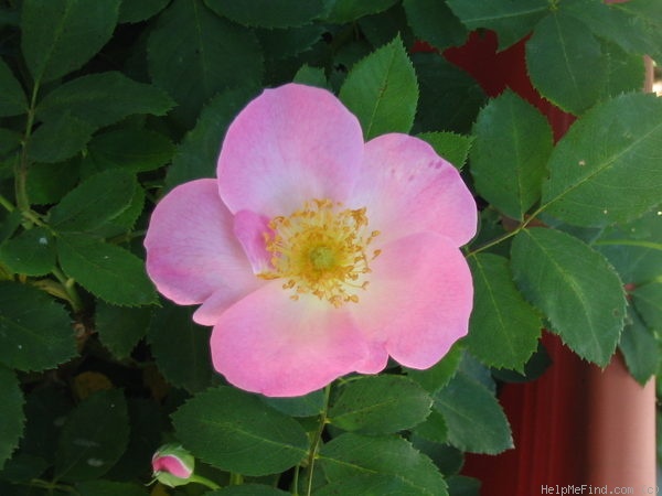 'Roemer's Hip Happy' rose photo