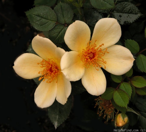 'Floranne' rose photo