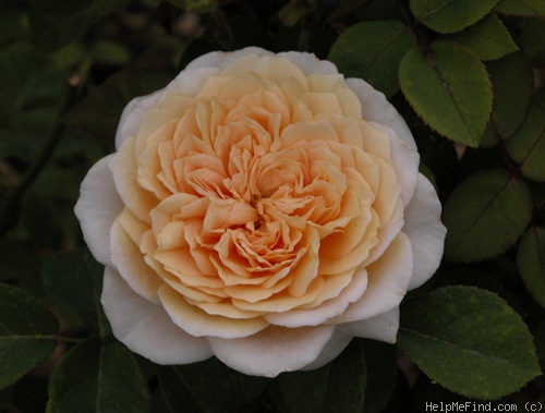 'English Garden ®' rose photo