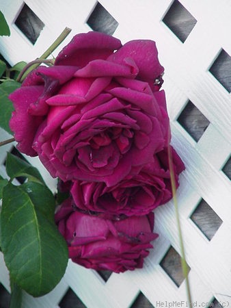 'Ink Spots (hybrid tea, Weeks 1985)' rose photo