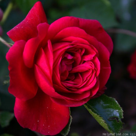 'Illusion (Kordesii, Kordes, 1961)' rose photo