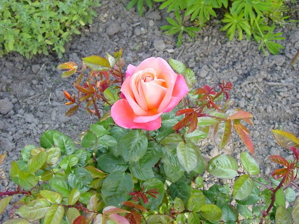 'Troika ®' rose photo