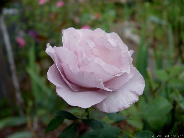 'Cologne (grandiflora, McGredy, 1988)' rose photo