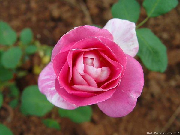 'Magic East ™' rose photo