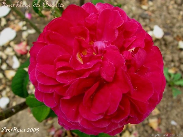 'Assemblage des Beautés' rose photo