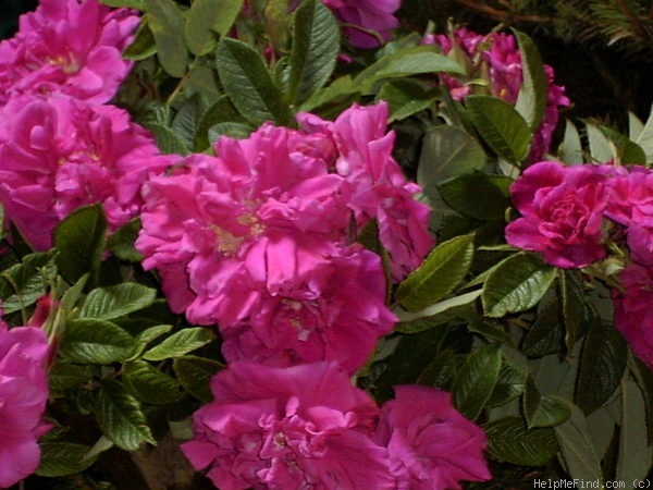 'Hansa (Rugosa, Schaum & Van Tol, 1905)' rose photo