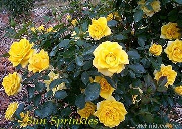 'Sun Sprinkles ™' rose photo