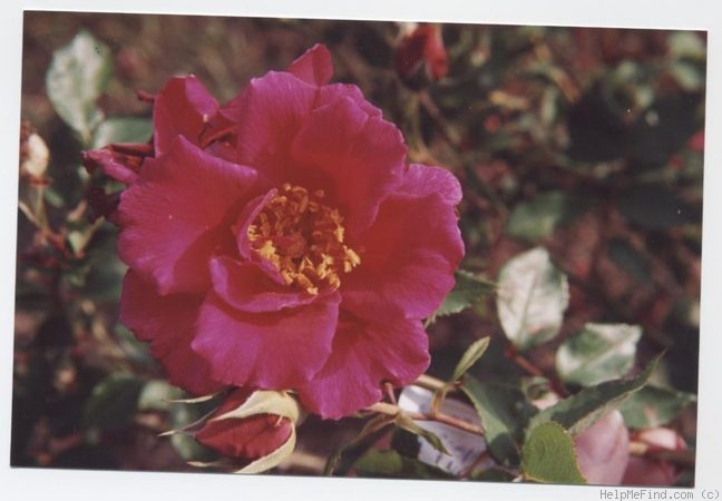 'Baron de Bastrop' rose photo