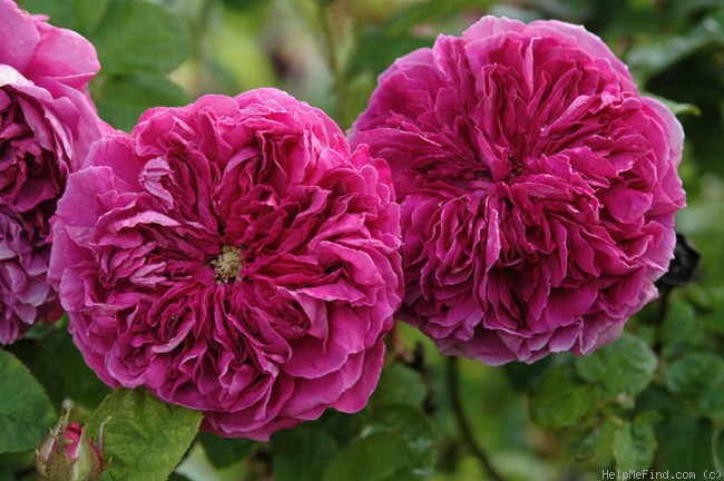 'Barbara Oliva' rose photo