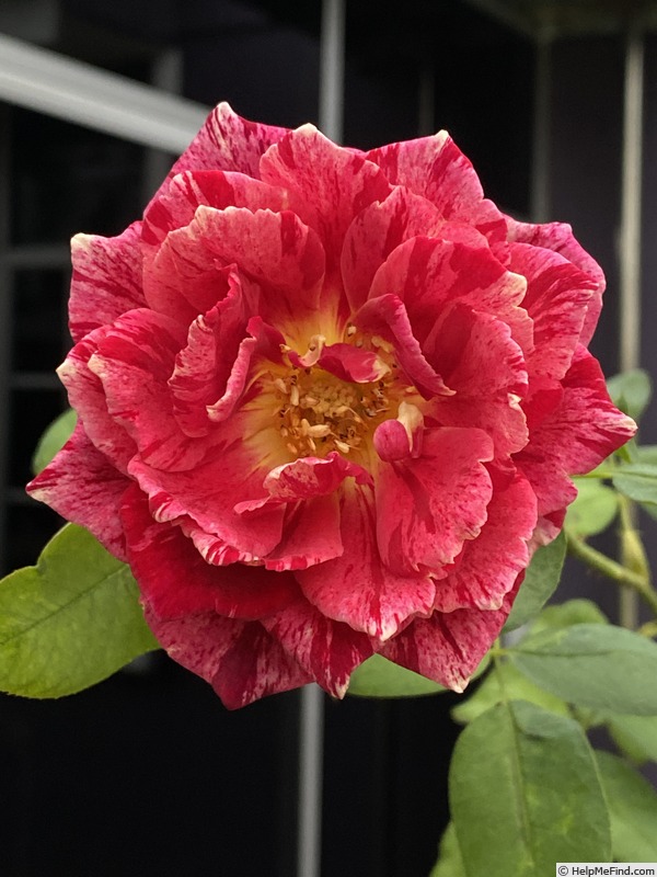 'Ottavio Missoni ®' rose photo