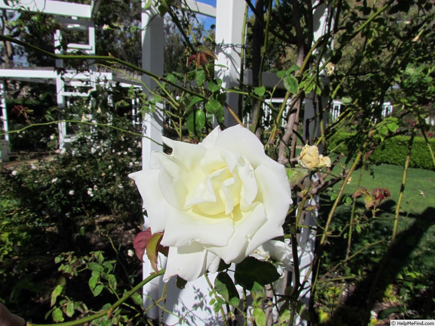 'Mrs. Herbert Stevens, Cl.' rose photo