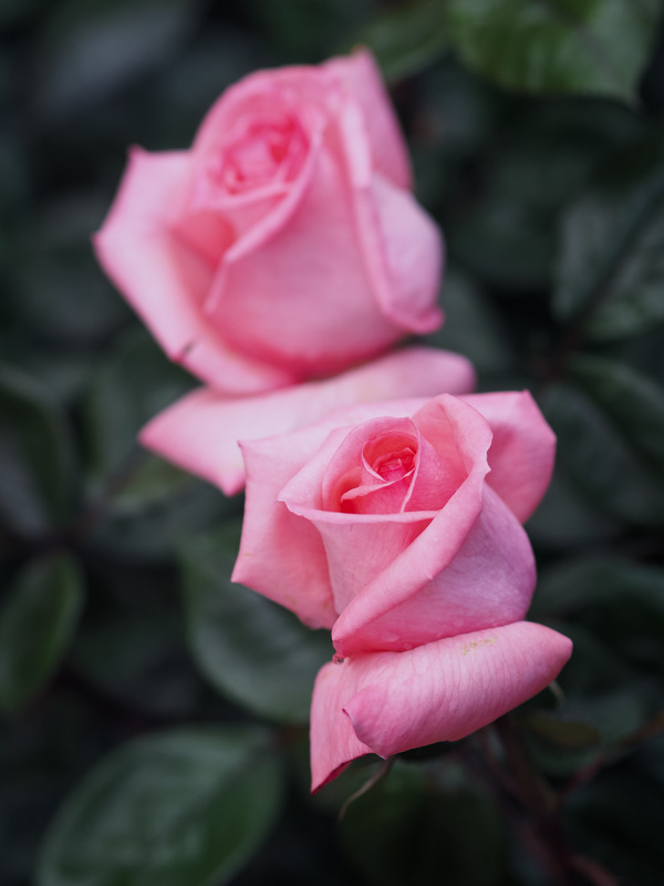 'Fragonard ®' rose photo