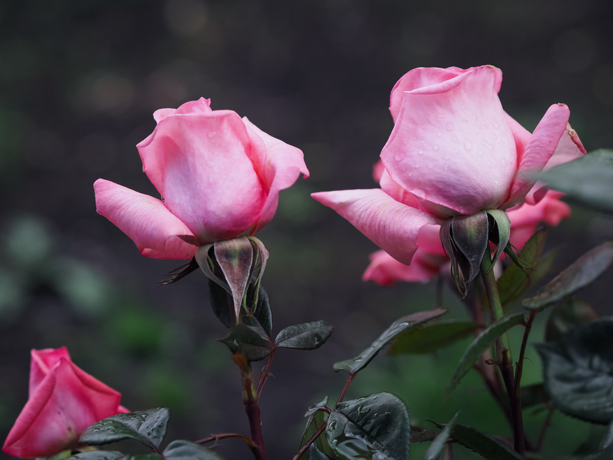 'Fragonard ®' rose photo