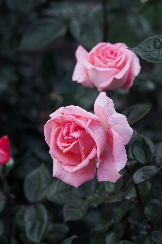 'Fragonard ®' rose photo