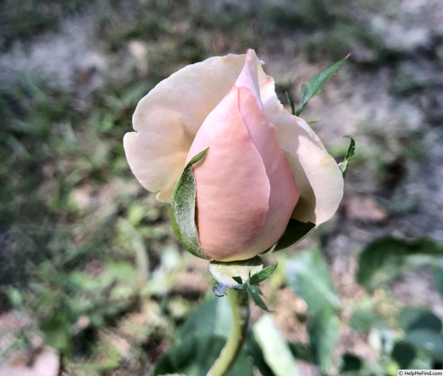 'Diana (hybrid tea, Bees, 1921)' rose photo