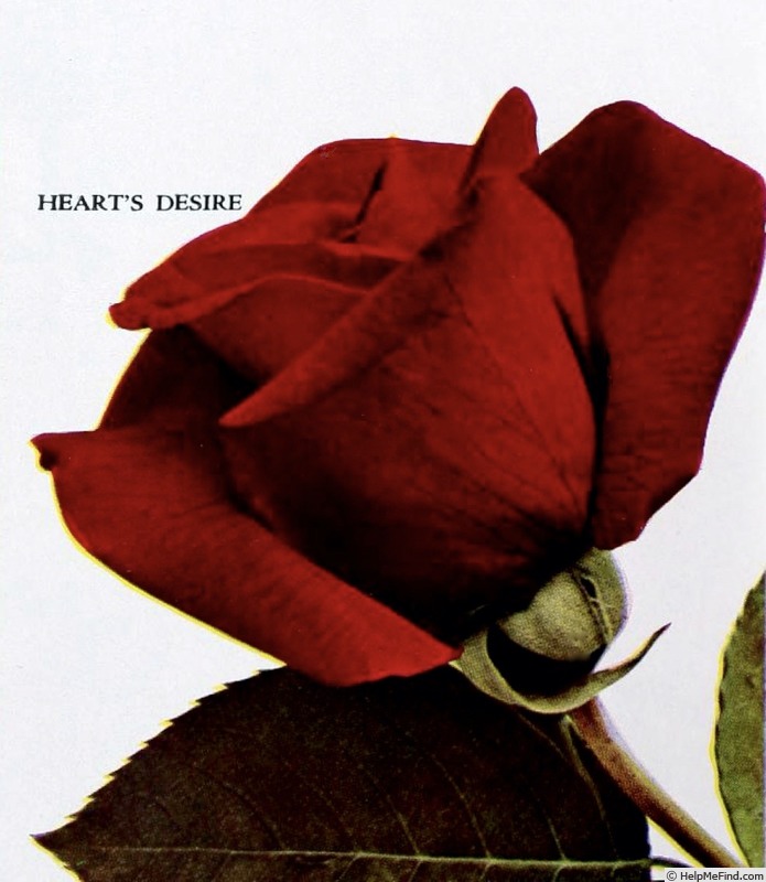 'Heart's Desire (hybrid tea, Howard, 1940)' rose photo