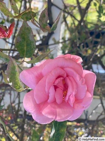 'Lorraine Lee Cl.' rose photo