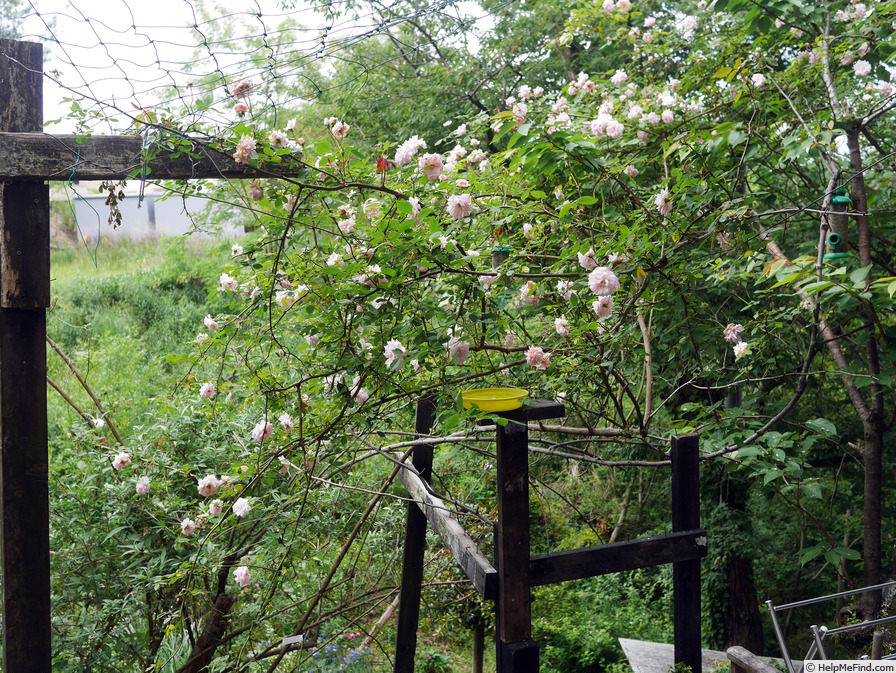 'Cécile Brunner, Cl. (cl. polyantha, Hosp, 1894)' rose photo