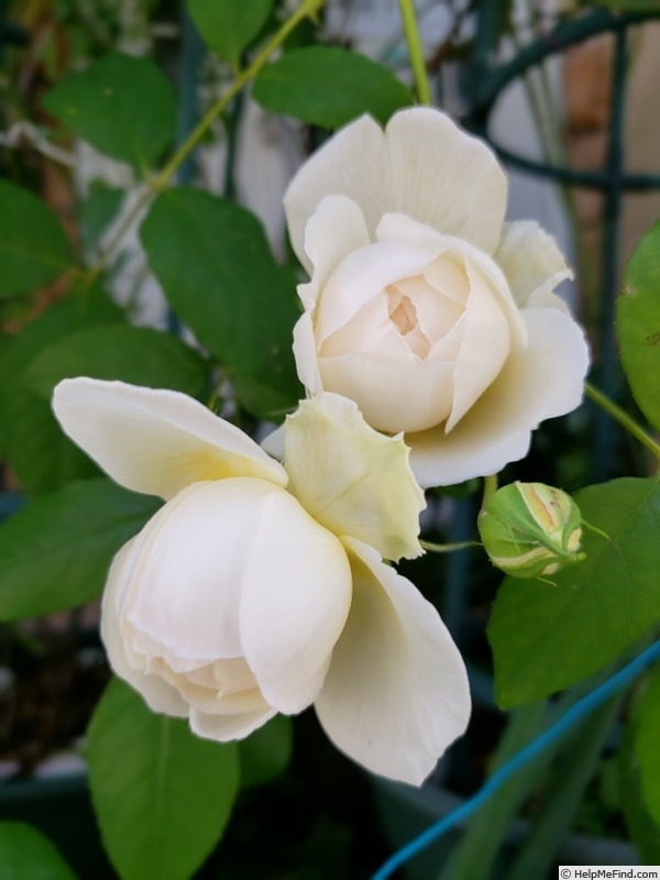 'Claire Austin' rose photo