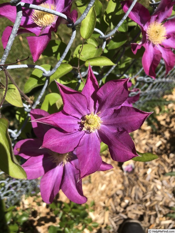 'Pink Champagne ®' clematis photo