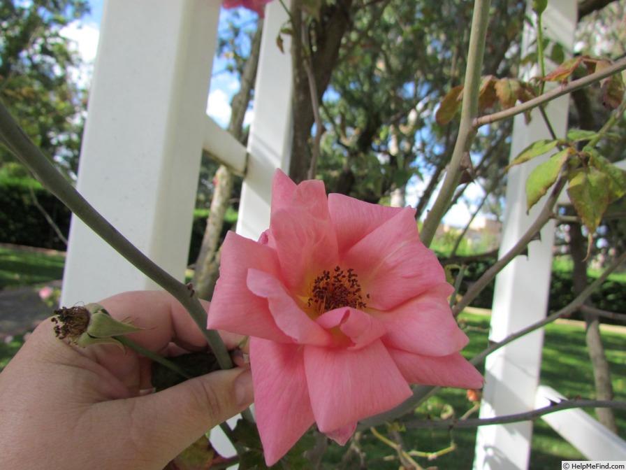 'Lorraine Lee Cl.' rose photo