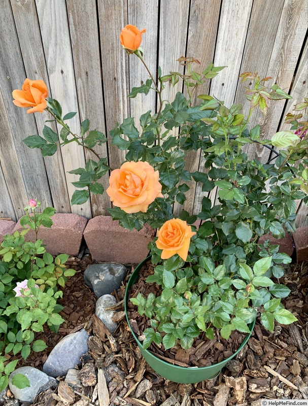 'Tangerine Skies ™' rose photo