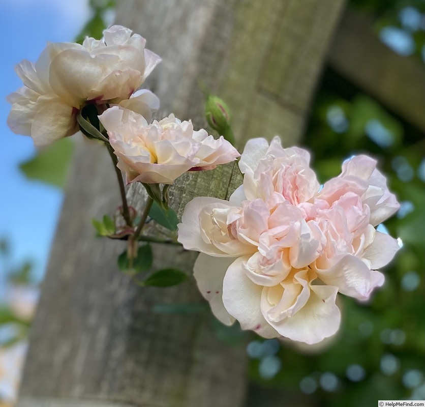 'Desprez à Fleur Jaune' rose photo