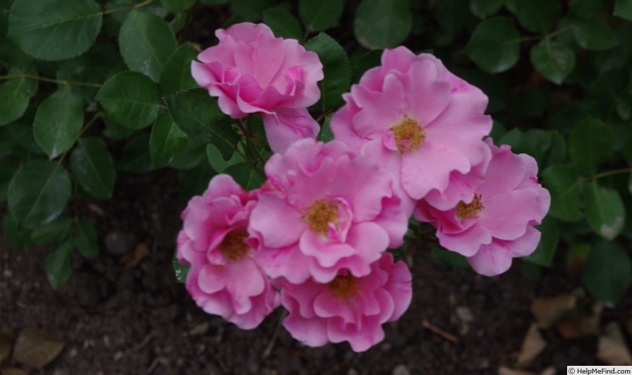 'Else Poulsen' rose photo