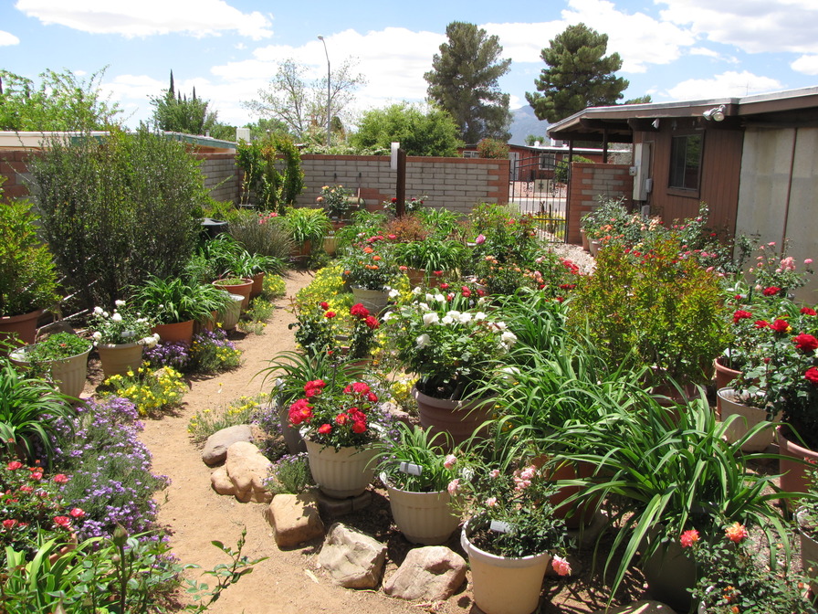 'Dave's Arizona Garden'  photo