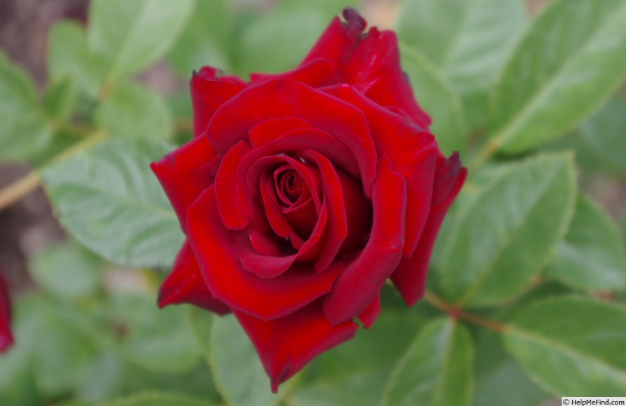 'Black Madonna' rose photo