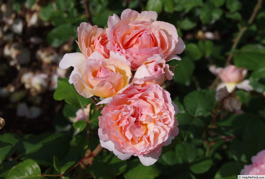 'Duftjuwel ®' rose photo
