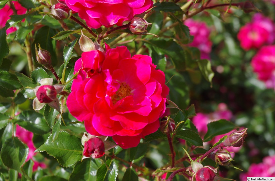 'Heidefeuer ®' rose photo