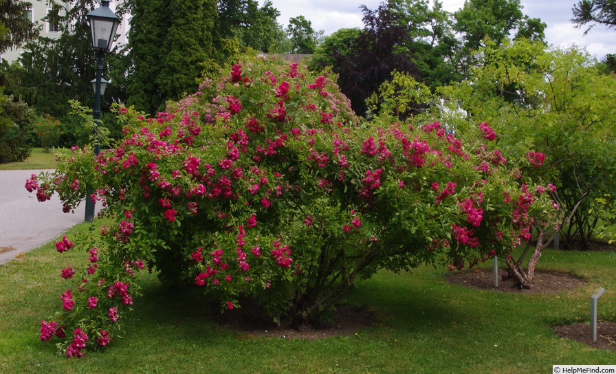 'Crimson Rambler' rose photo