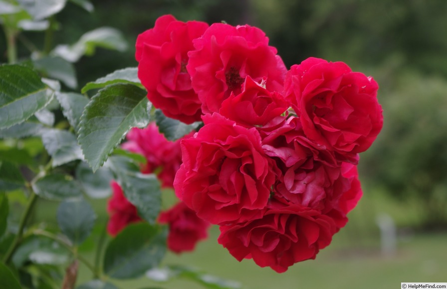'Strombergzauber' rose photo