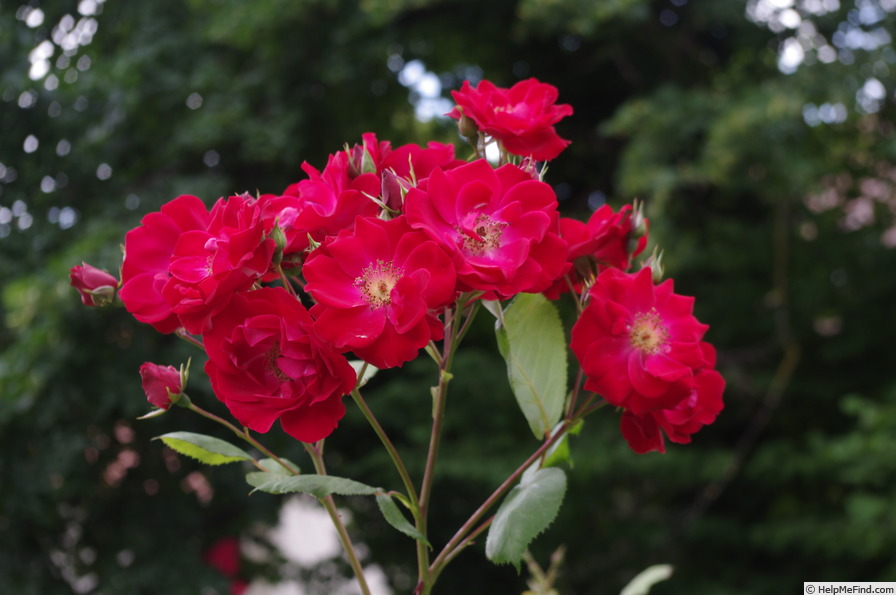 'Dirigent ®' rose photo