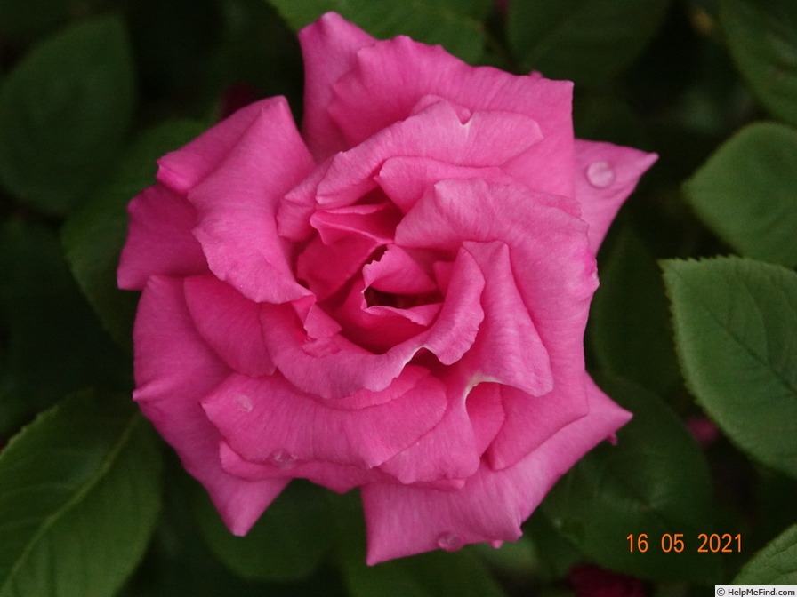 'Zéphirine Drouhin (bourbon, Bizot 1868)' rose photo