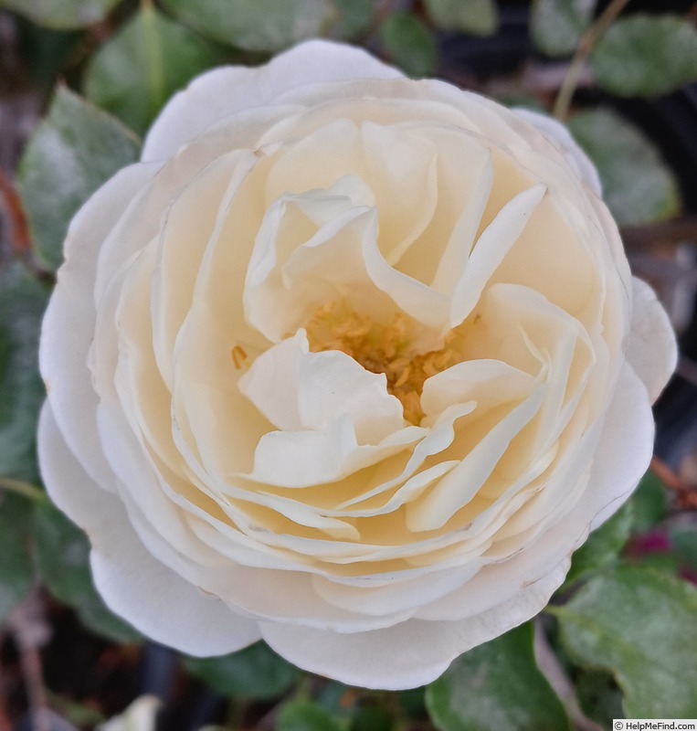 'Pure Magic (floribunda, Matthews, 1998)' rose photo