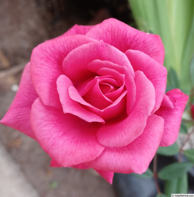 'Ruby Pendant' rose photo