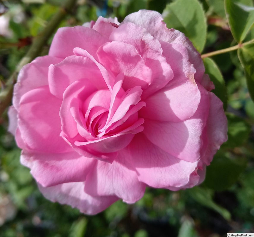 'Ardoisé de Lyon' rose photo