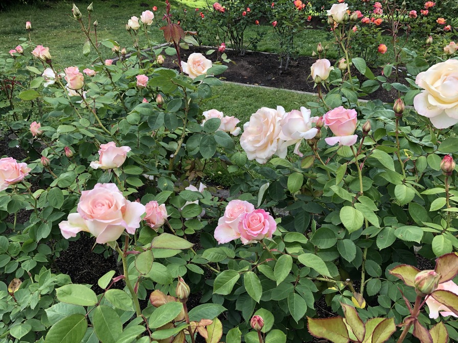 'White Delight' rose photo