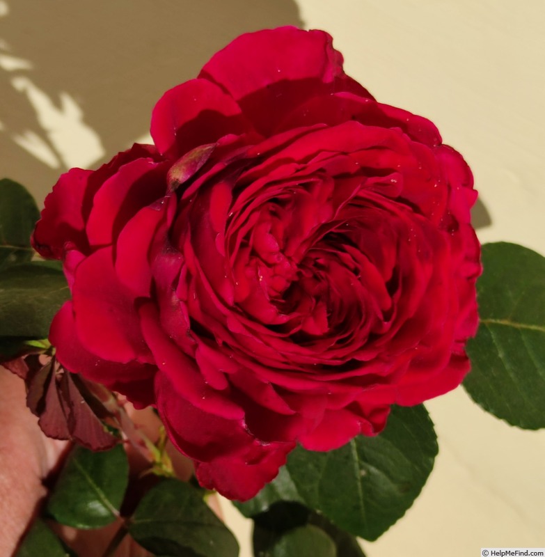 'La Rose des 4 Vents' rose photo