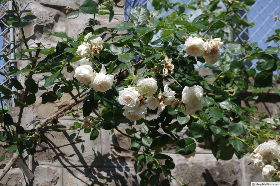 'Crème de la Crème (climber, Gandy, 1995/98)' rose photo