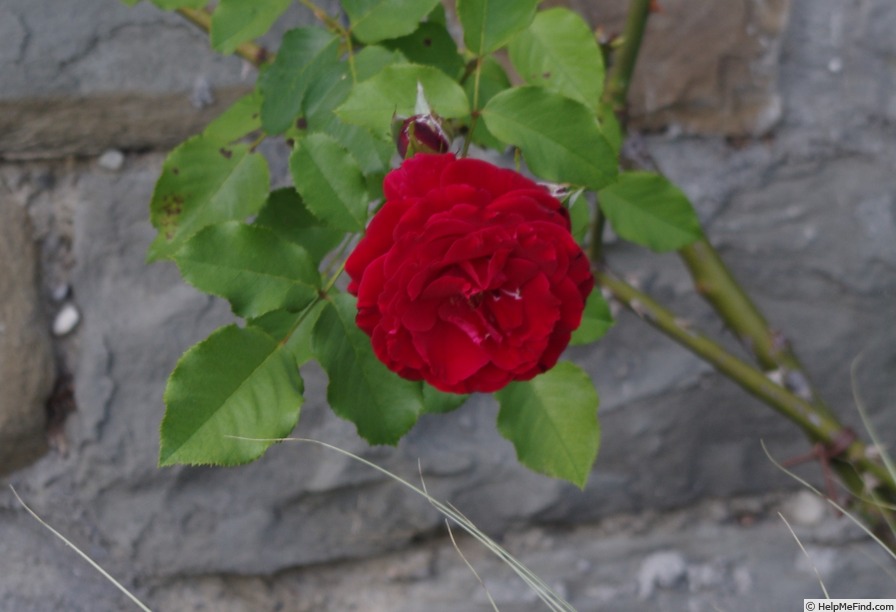 'Messire Delbard' rose photo