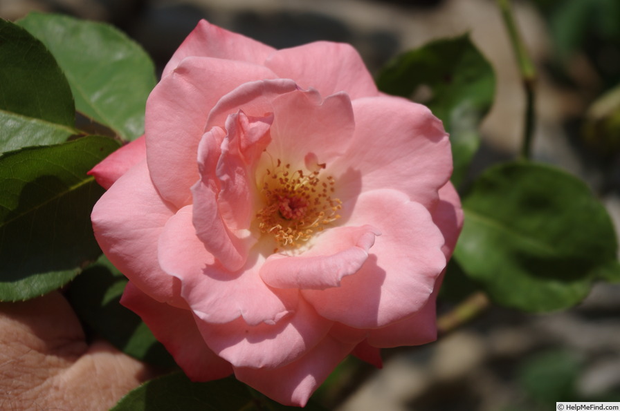 'Sonia Meilland, Cl.' rose photo