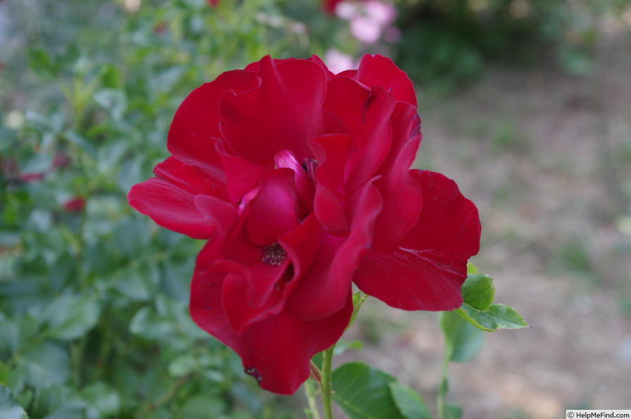 'The Schofield Rose' rose photo