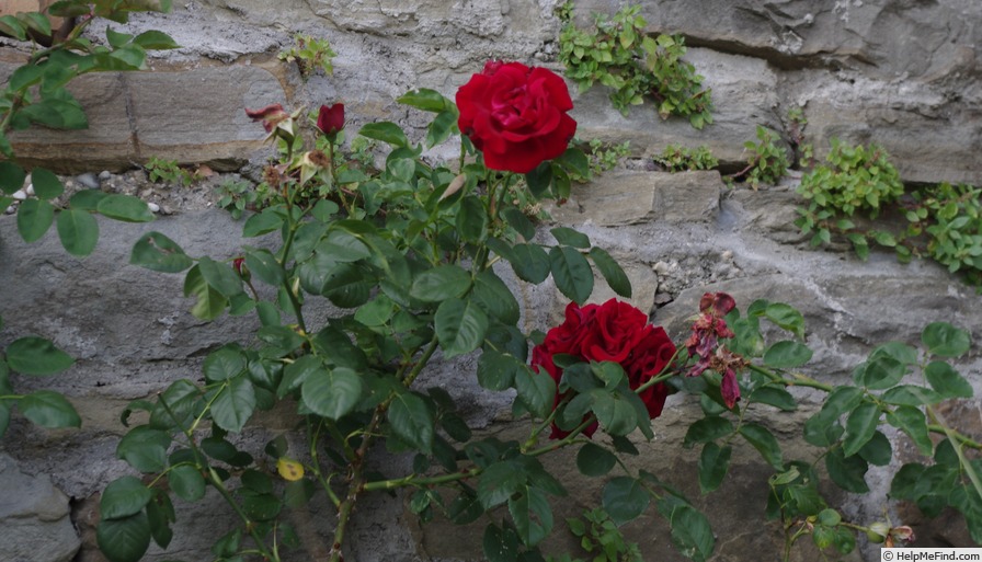 'Santana (climber, Tantau, 1985)' rose photo