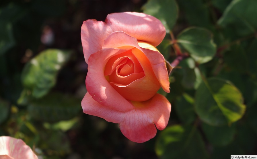 'René Goscinny ®' rose, click to enlarge 'René Goscinny ®' rose photo